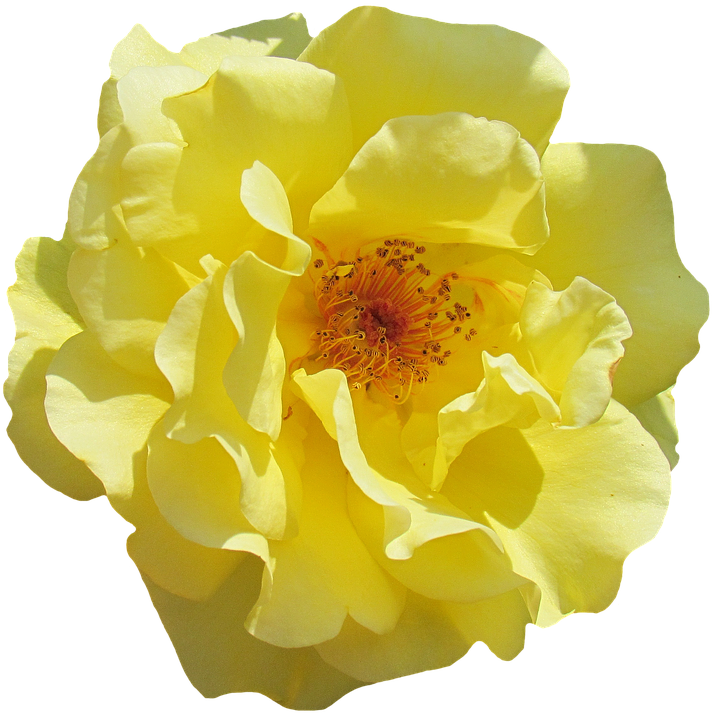 Vibrant Yellow Rose Flower PNG
