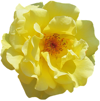 Vibrant Yellow Rose Isolated PNG