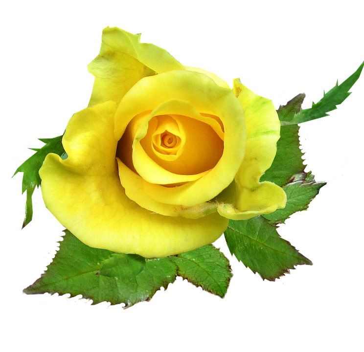Vibrant Yellow Rose Isolated.png PNG