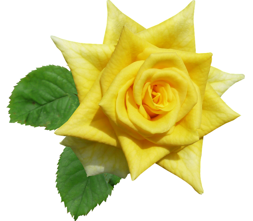 Vibrant Yellow Rose Isolated.png PNG