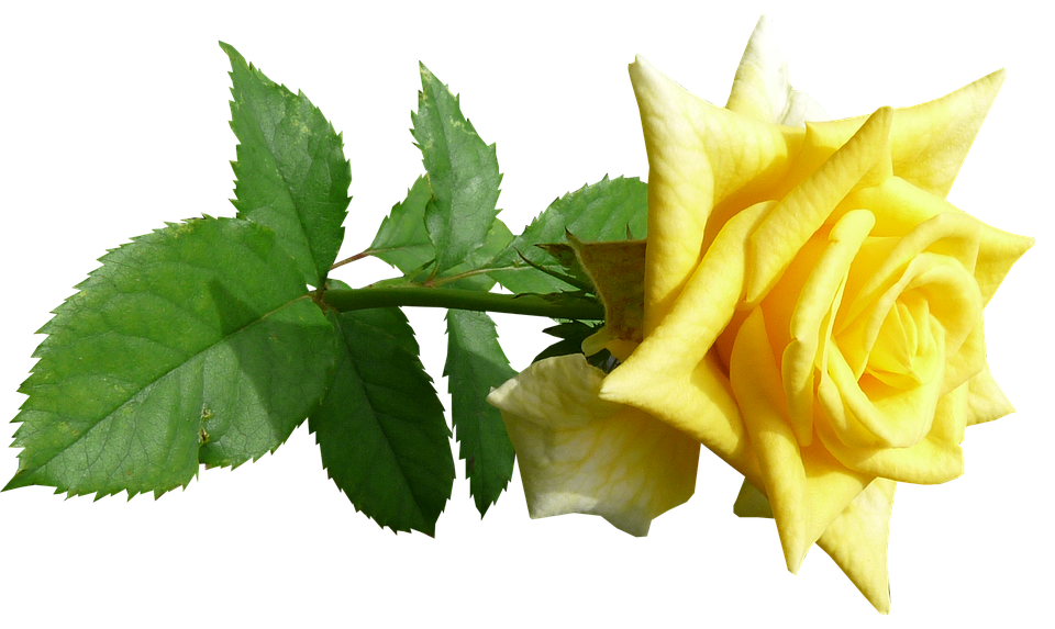 Vibrant Yellow Rose Transparent Background.png PNG