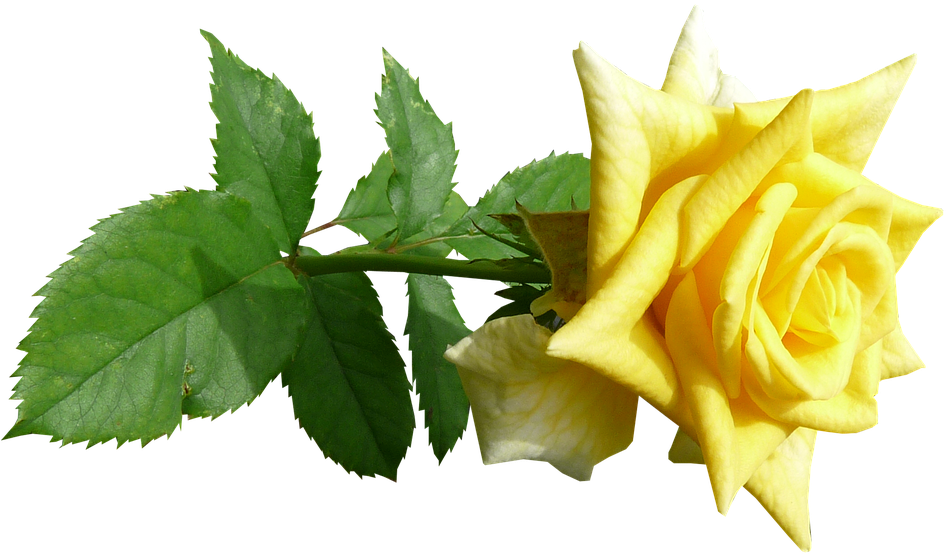 Download Vibrant Yellow Rose Transparent Background.png | Wallpapers.com