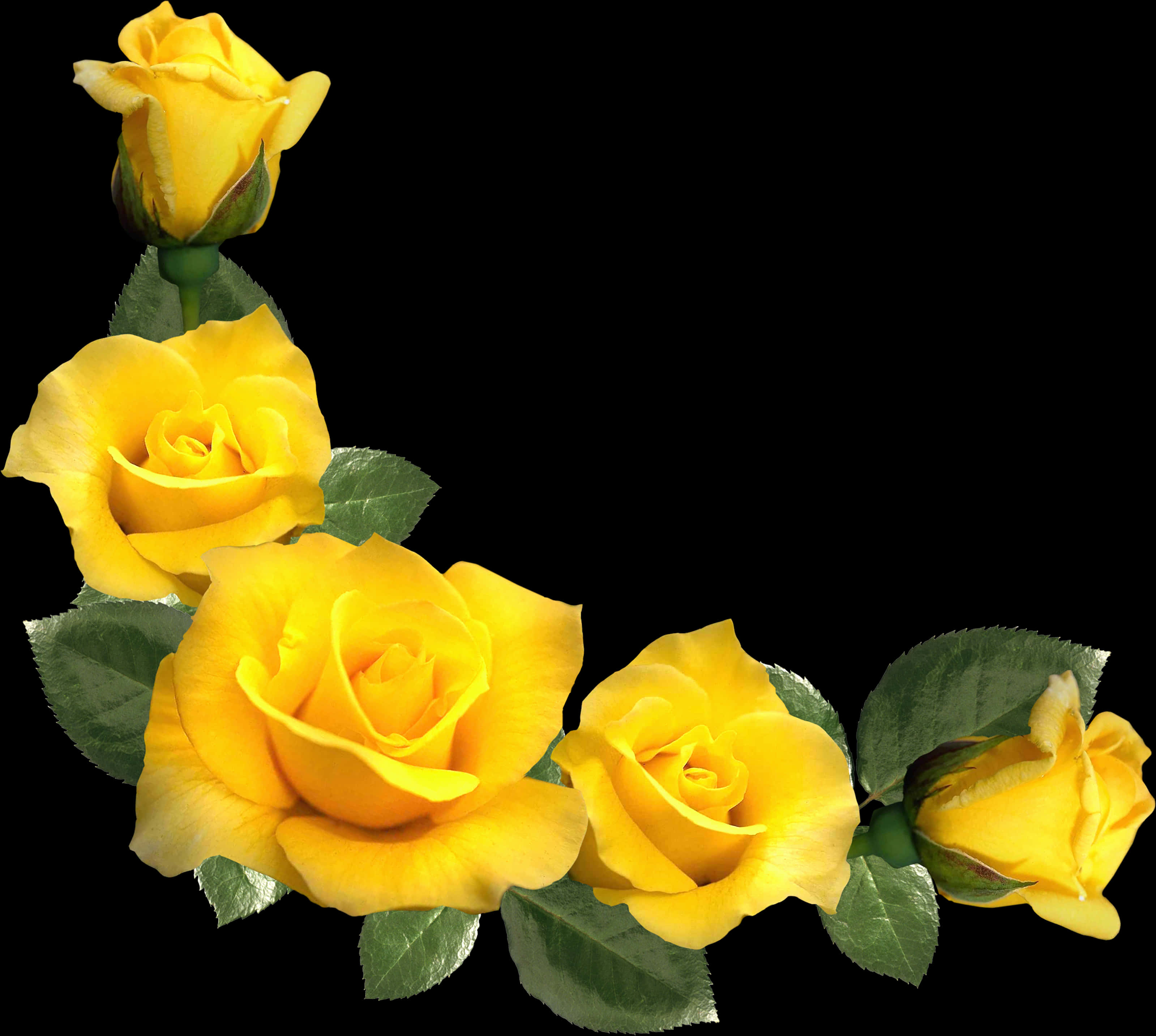 Vibrant Yellow Roses Black Background PNG