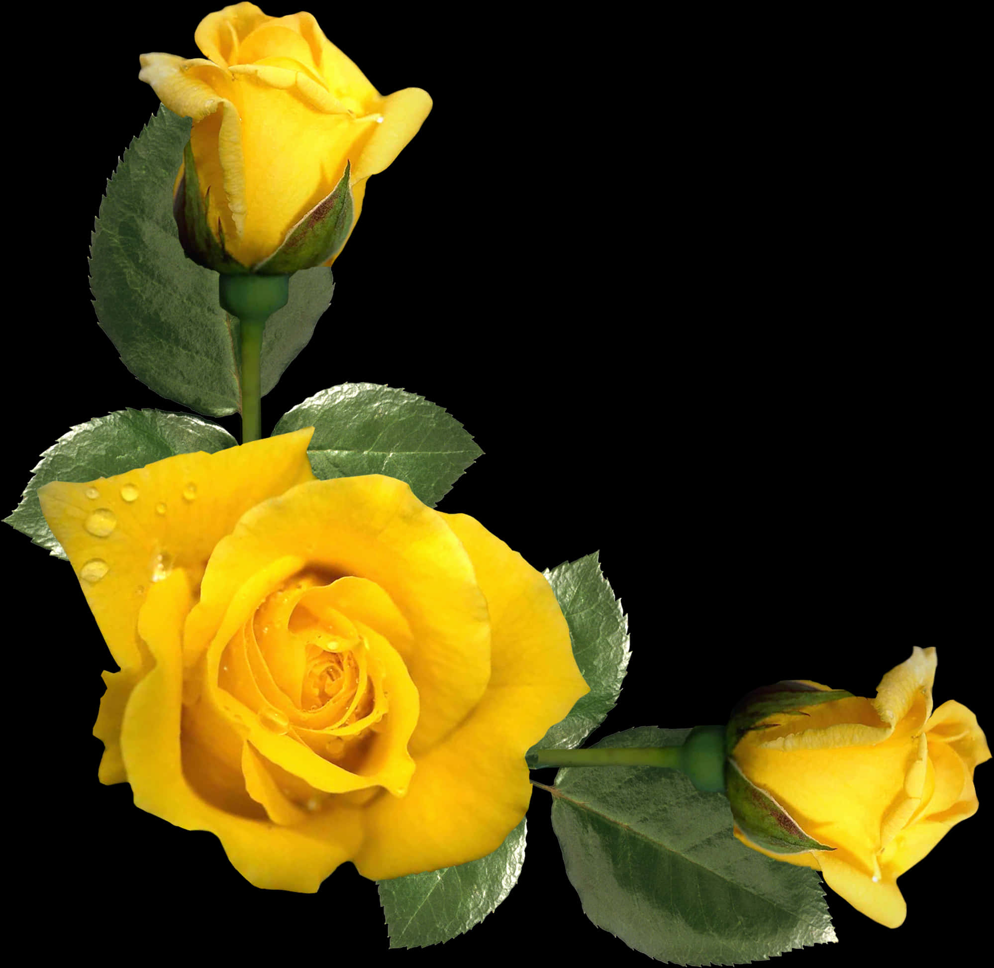 Vibrant Yellow Roses Floral Display PNG