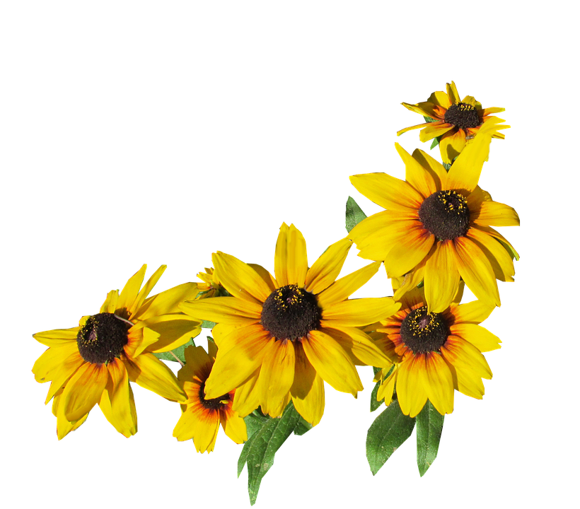 Vibrant Yellow Rudbeckia Flowers PNG