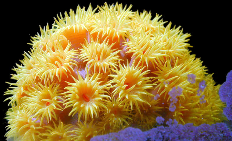 Vibrant Yellow Sea Anemone PNG