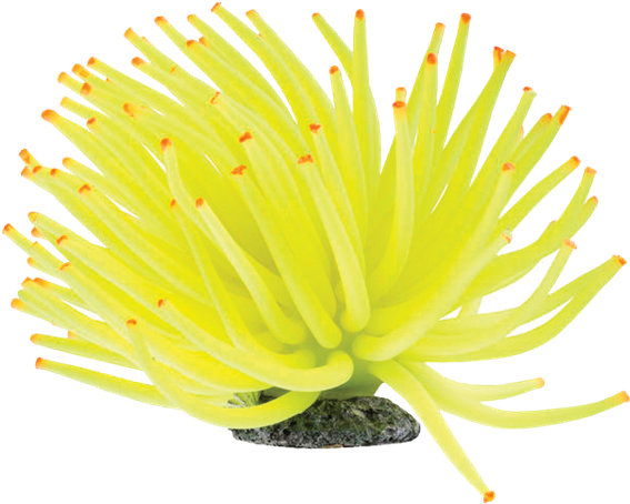 Vibrant Yellow Sea Anemone PNG