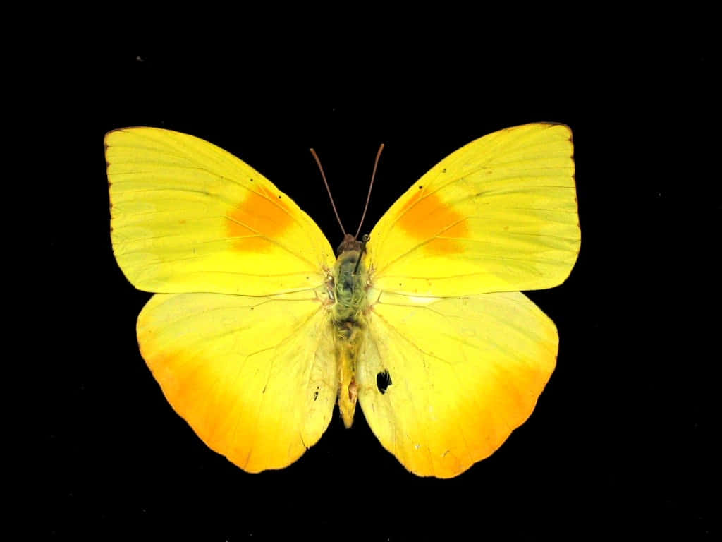 Vibrant Yellow Sulphur Butterfly Wallpaper