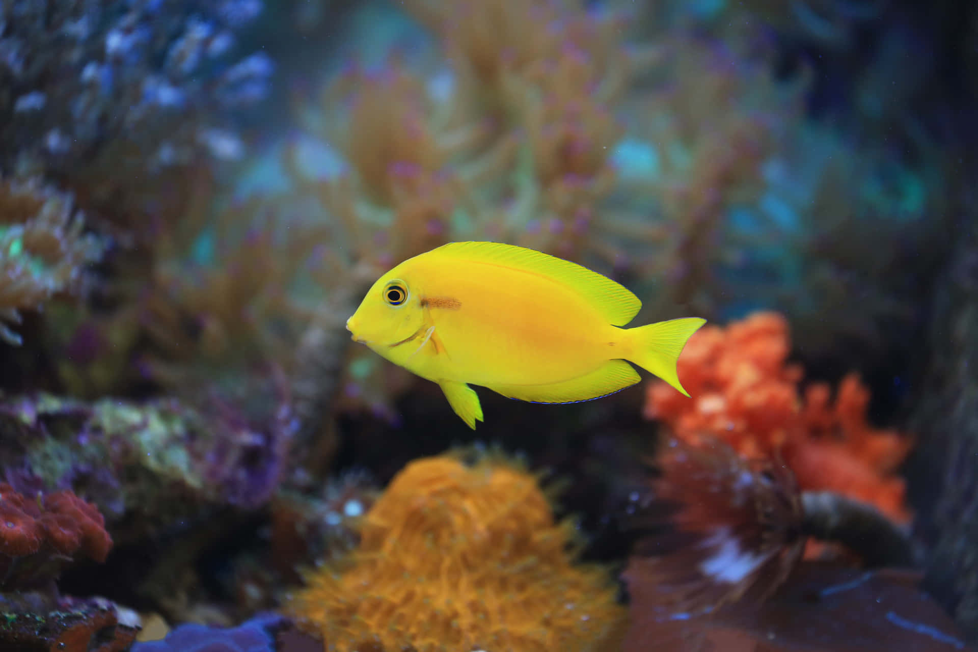 Vibrant Yellow Surgeonfishin Coral Reef Wallpaper