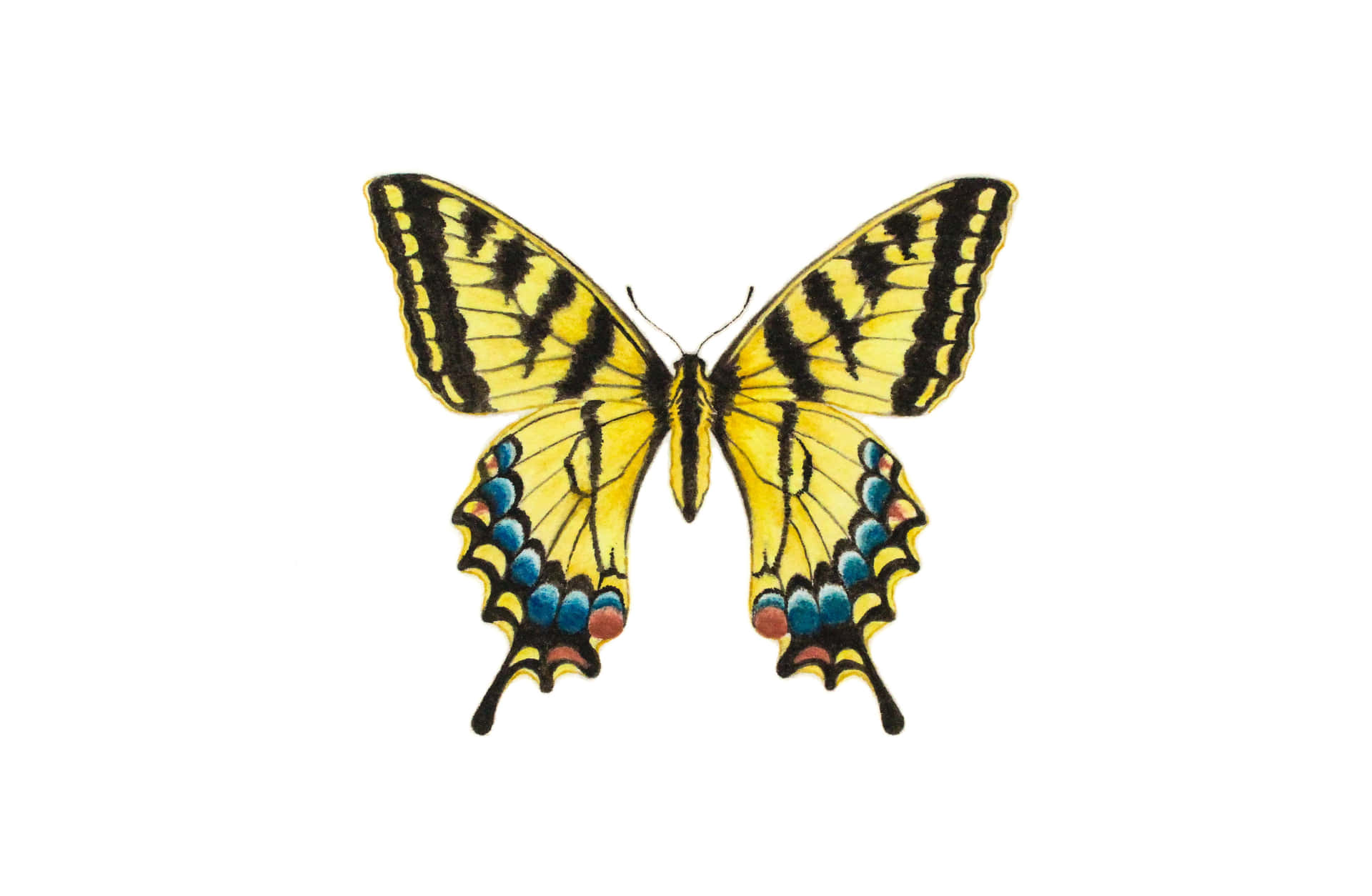 Vibrant Yellow Swallowtail Butterfly Wallpaper