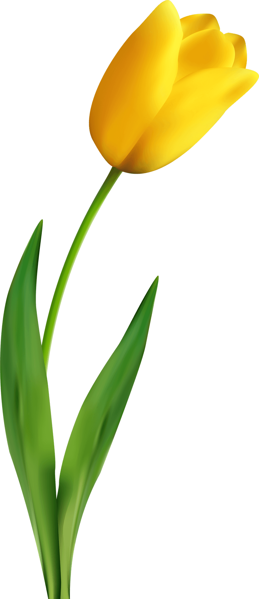 Vibrant Yellow Tulip Flower PNG