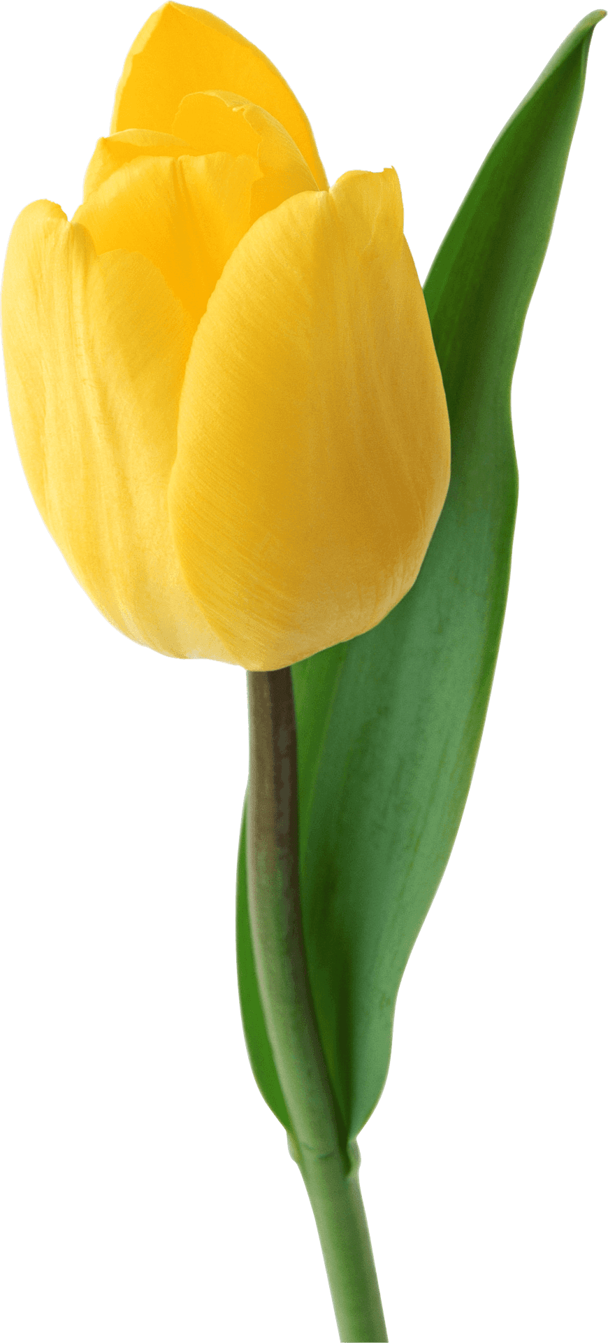 Vibrant Yellow Tulip Single Bloom PNG