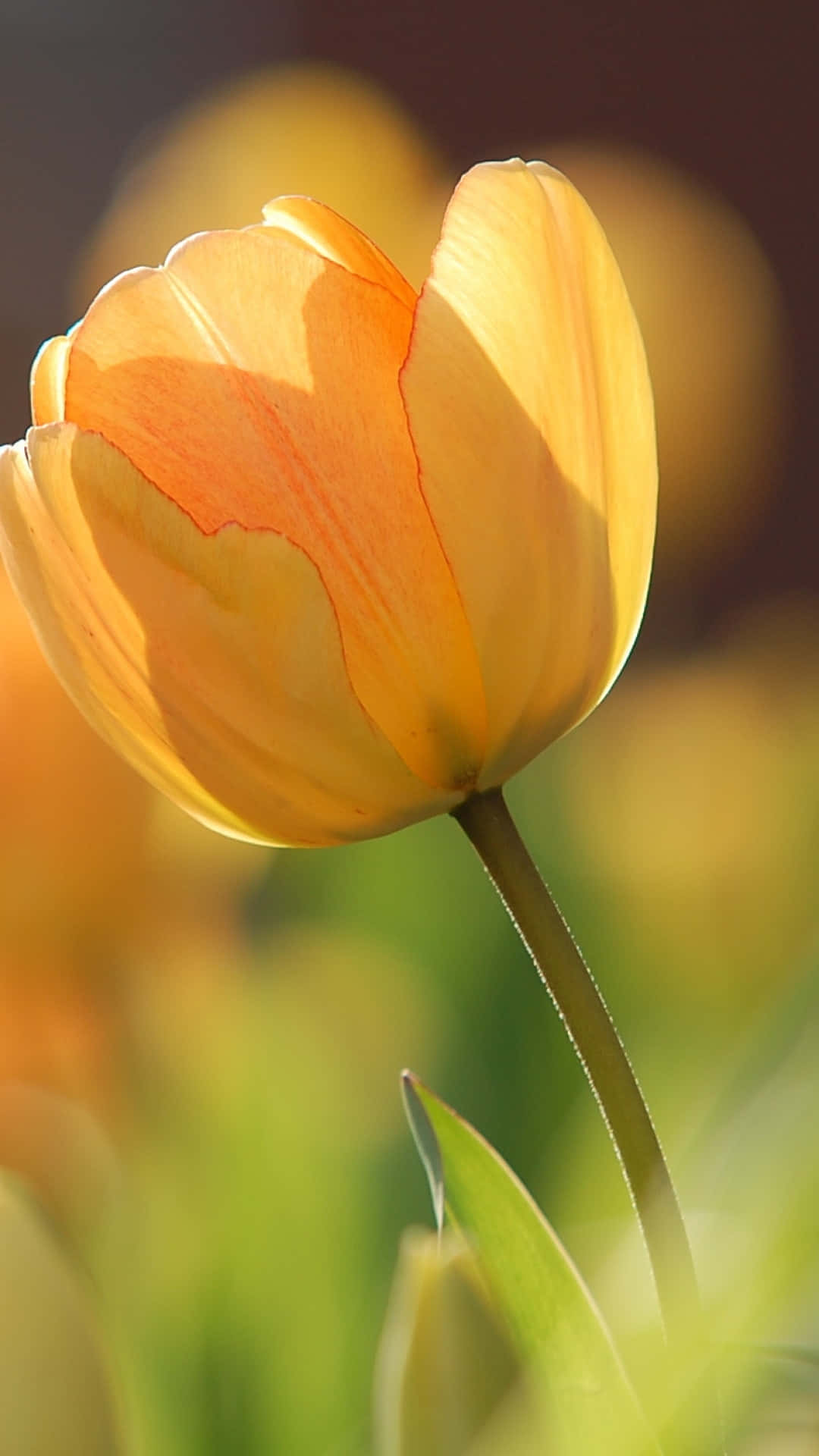 Vibrant Yellow Tulip Sunlit Wallpaper