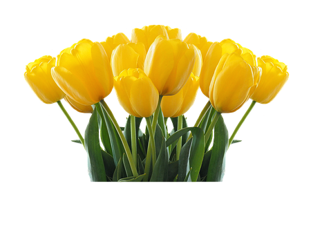 Vibrant Yellow Tulips Black Background PNG