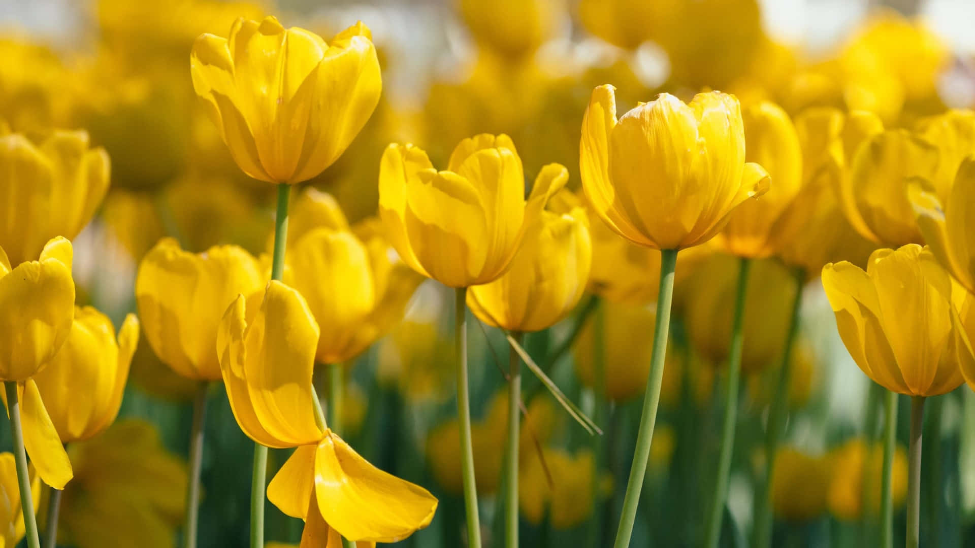 Vibrant Yellow Tulips Field Wallpaper