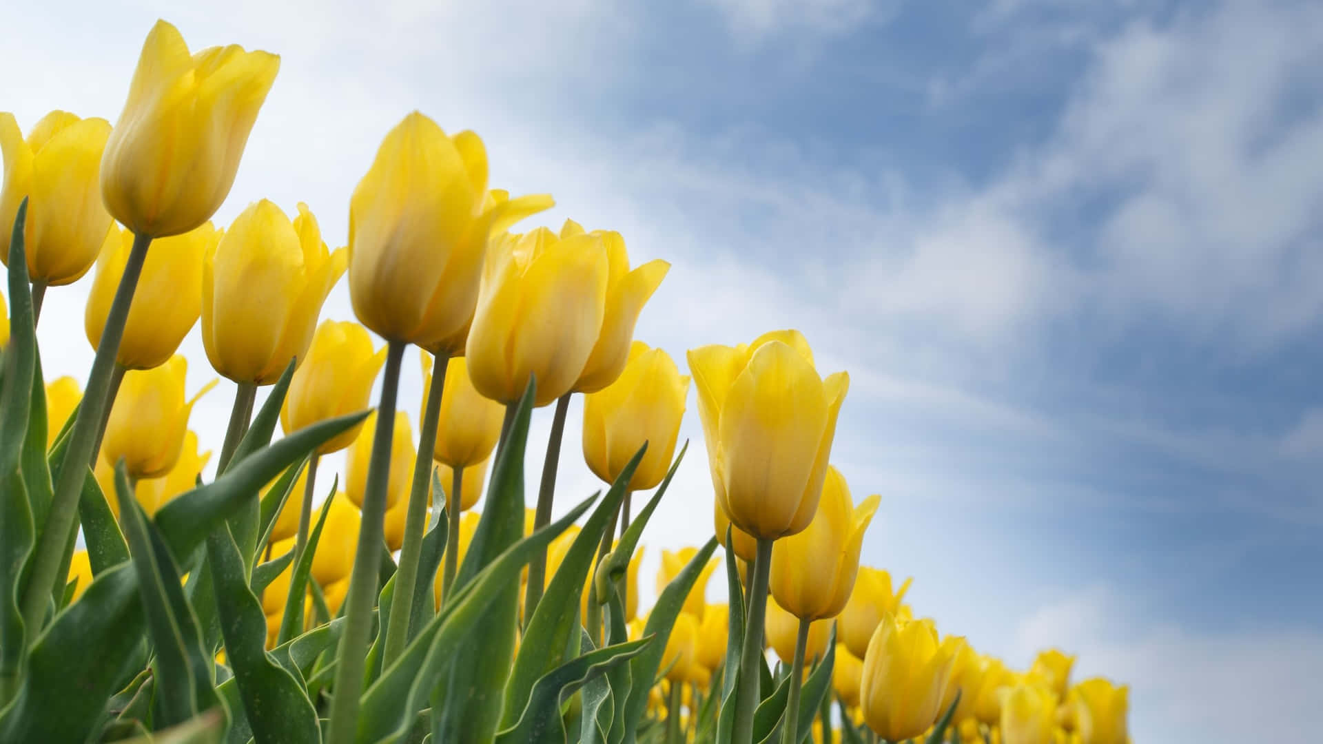 Vibrant Yellow Tulips Under Blue Sky Wallpaper