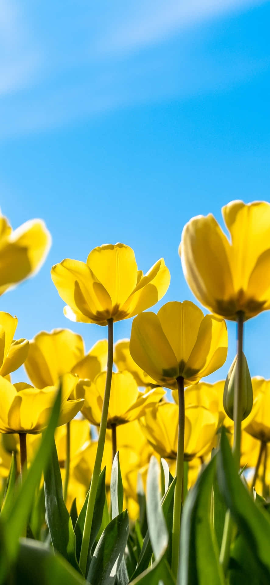 Vibrant Yellow Tulips Under Blue Sky Wallpaper