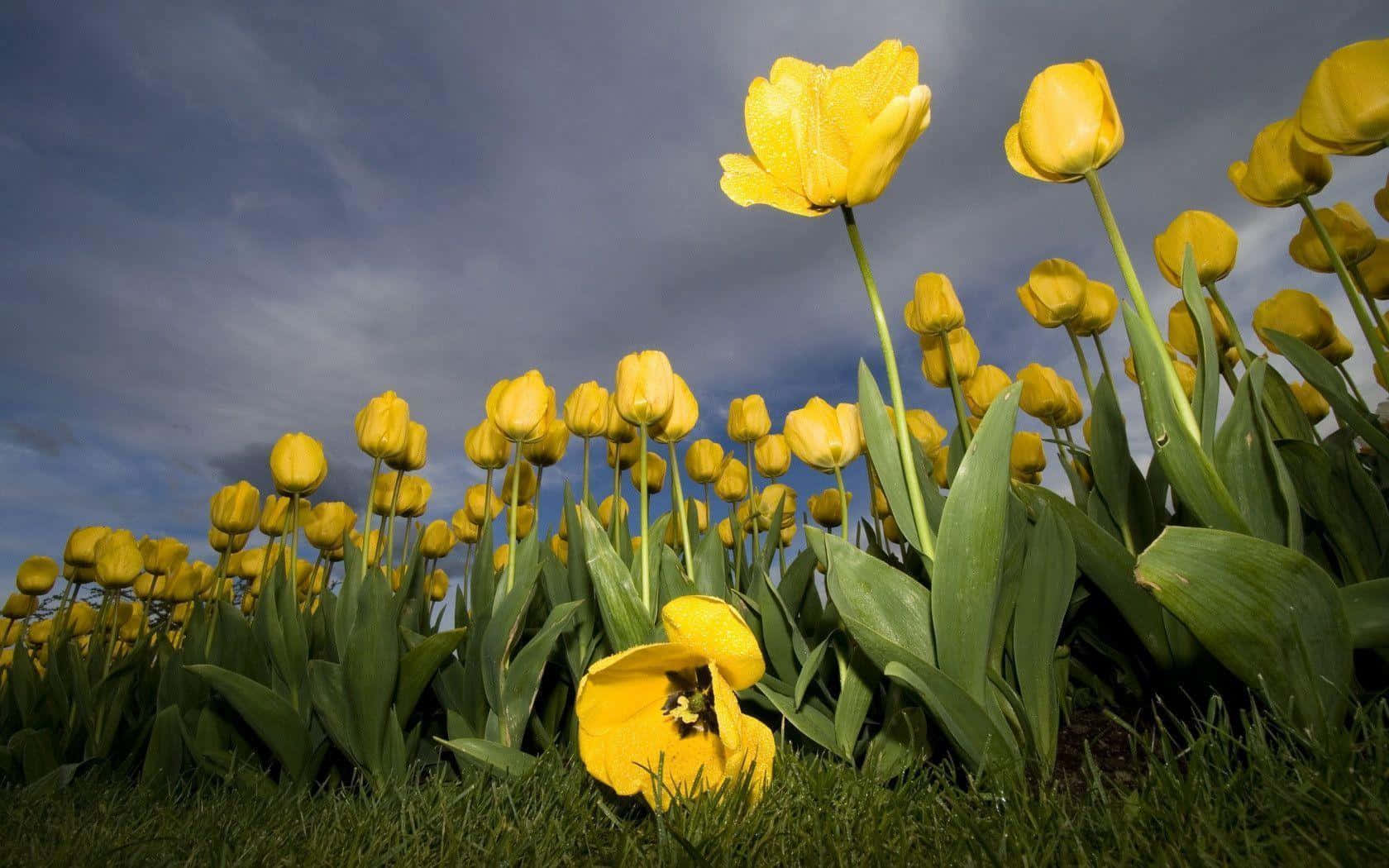 Vibrant_ Yellow_ Tulips_ Under_ Stormy_ Skies.jpg Wallpaper