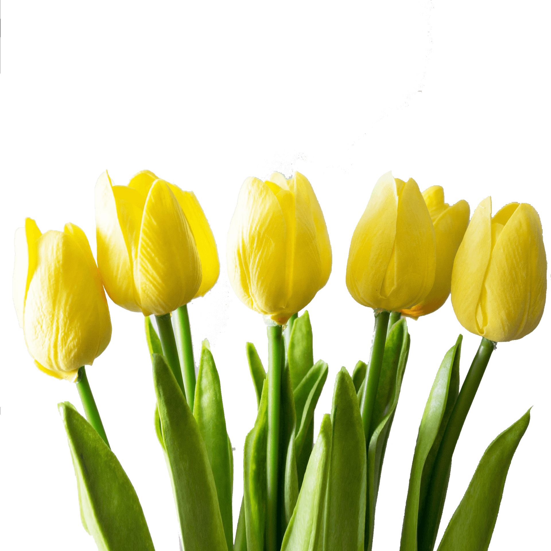 Vibrant Yellow Tulipson Grey PNG
