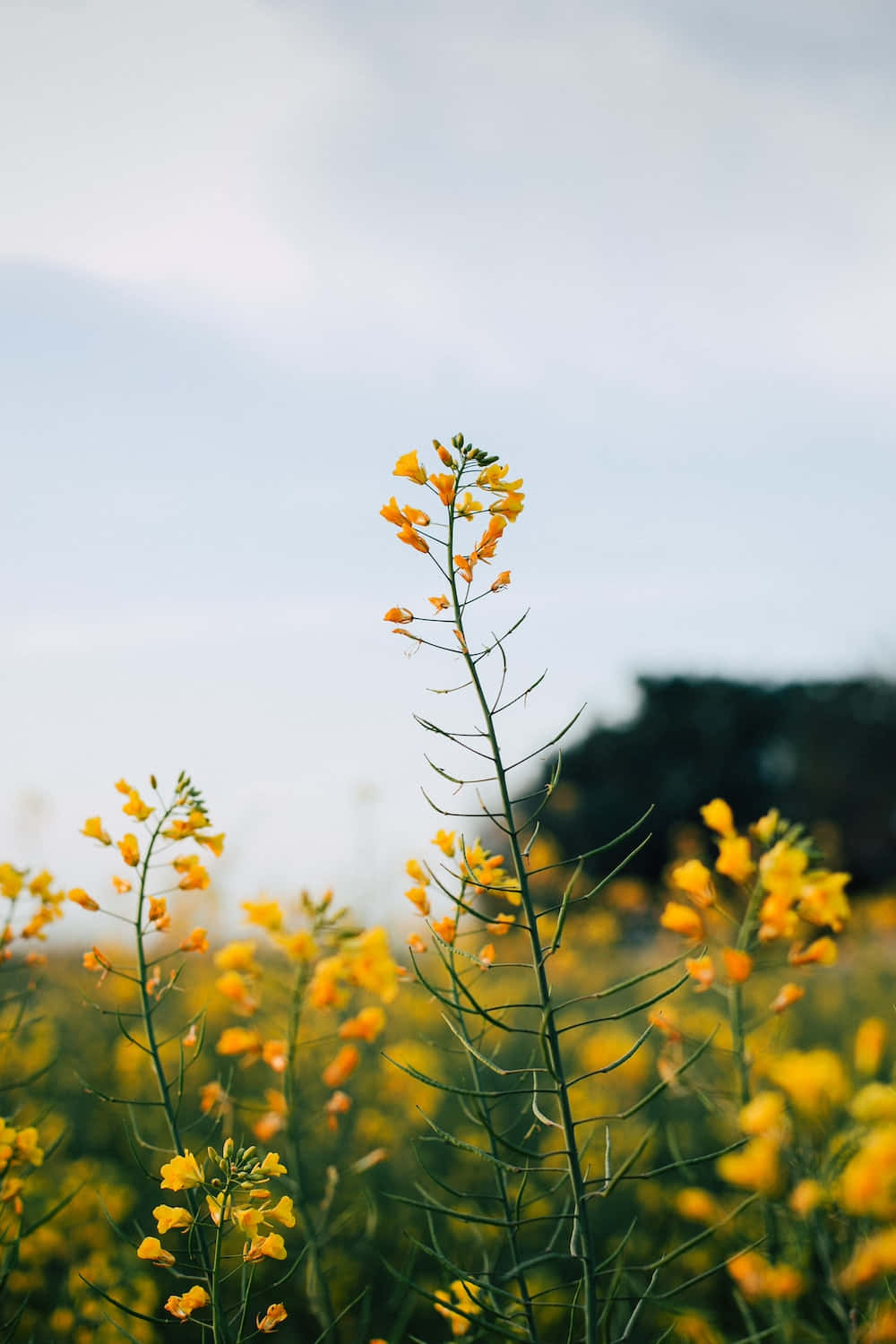 Vibrant Yellow Wildflowers Field Wallpaper