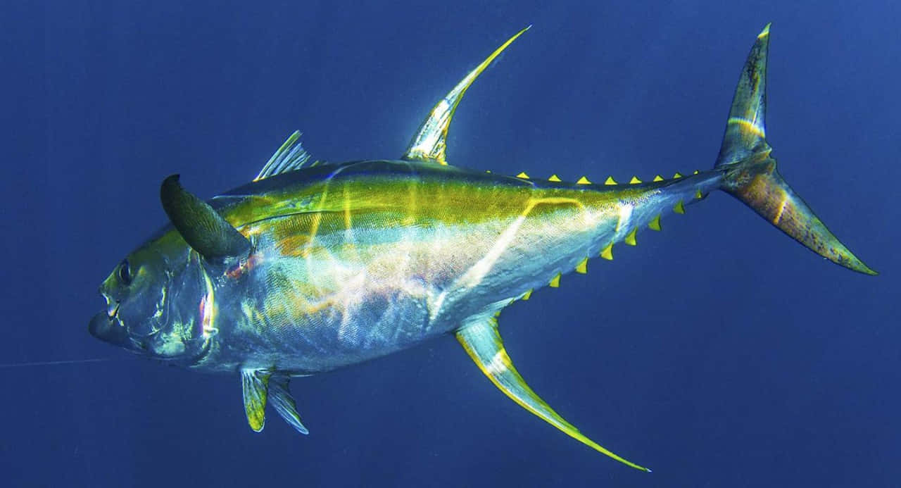 Vibrant Yellowfin Tuna Swimming Wallpaper