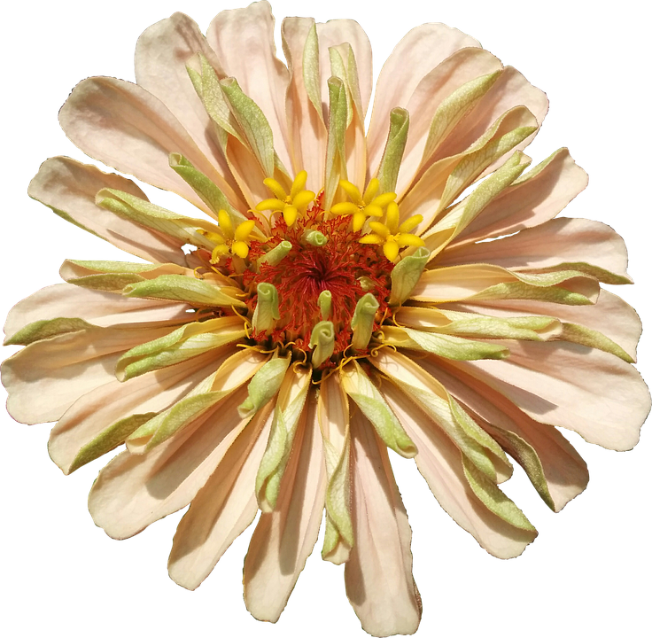Vibrant Zinnia Flower PNG