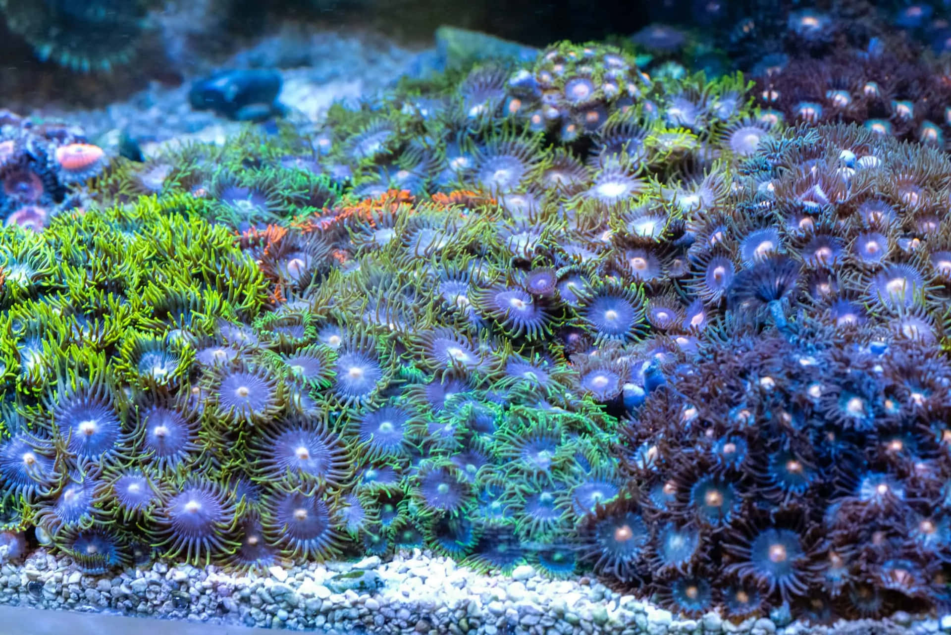 Vibrant Zoanthid Colony Aquarium Wallpaper