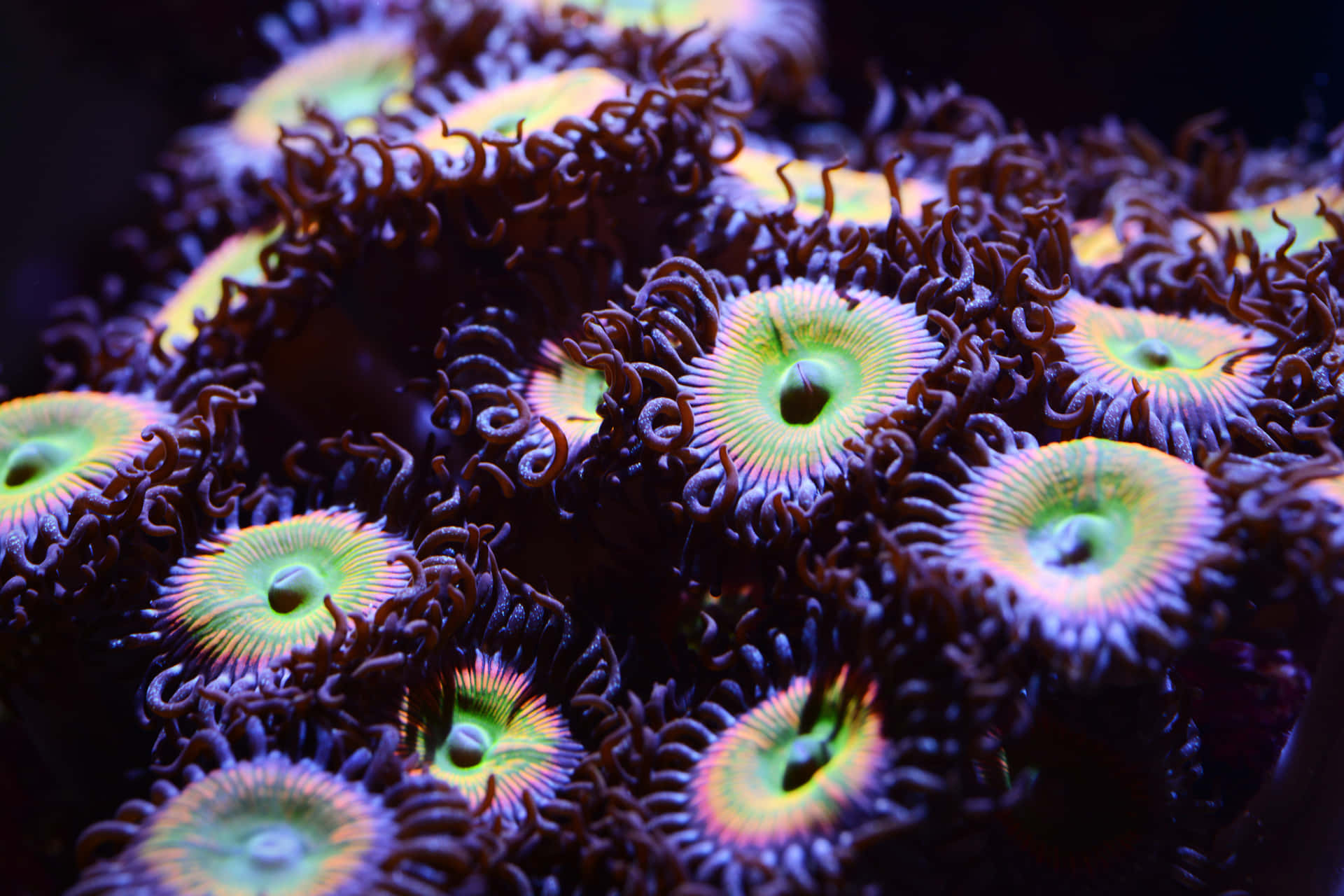 Vibrant Zoanthid Colony Aquatic Life Wallpaper