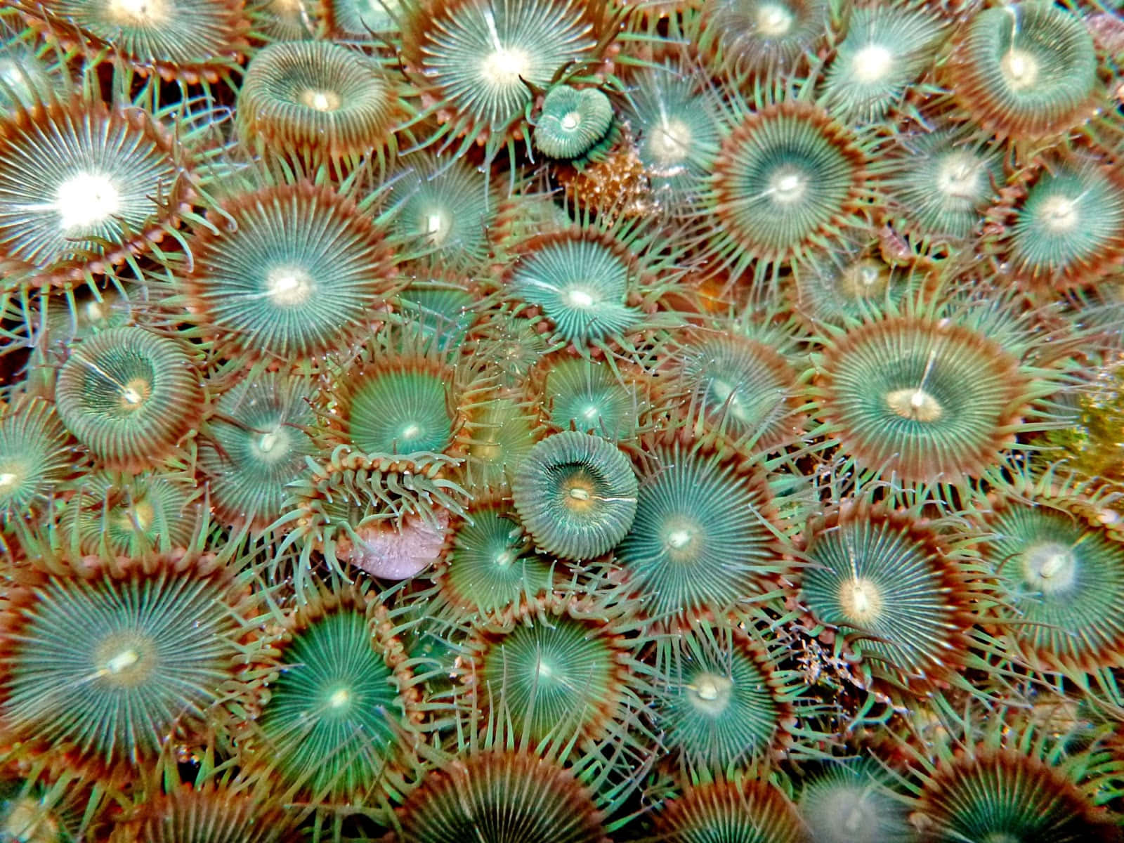 Close-up Koloni Zoanthid Yang Berwarna Cerah.jpg Wallpaper