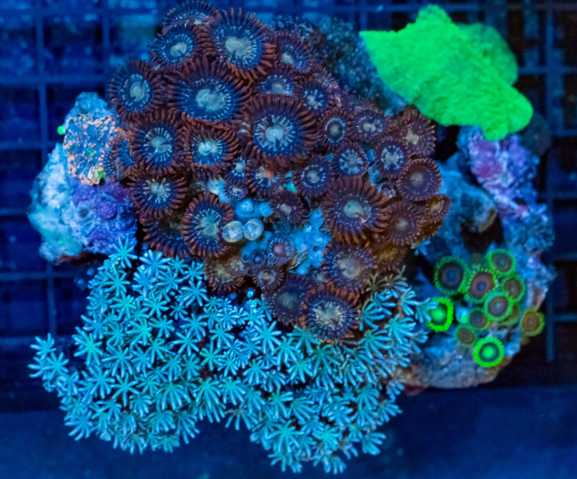 Vibrant Zoanthid Colony In A Coral Reef Wallpaper