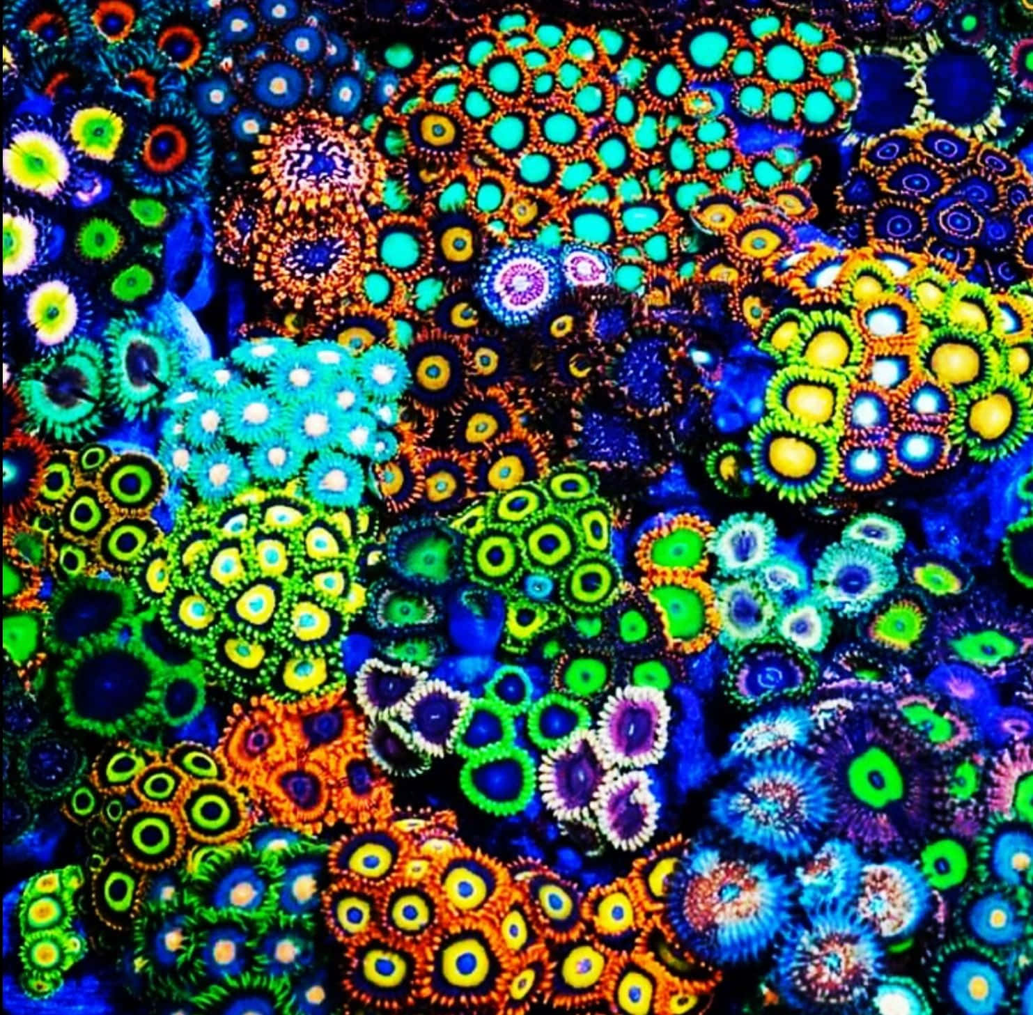 Vibrant Zoanthid Colony Wallpaper