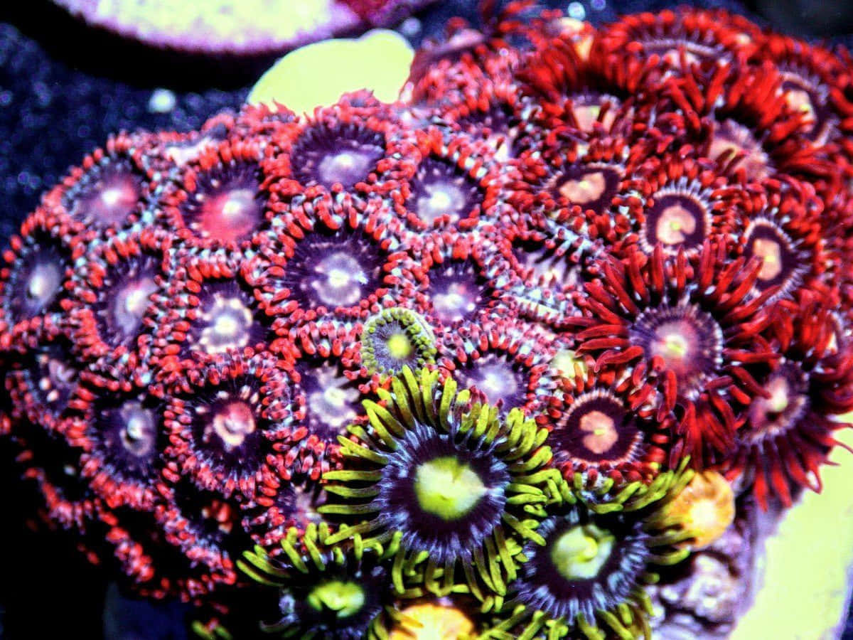 Koloni Zoanthid Yang Berwarna-warni Wallpaper