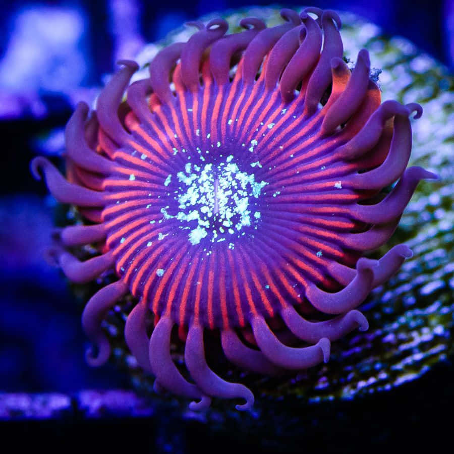 Vibrant Zoanthid Coral Wallpaper