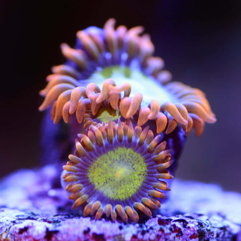 Makro Karang Zoanthid Yang Berwarna Cerah Wallpaper