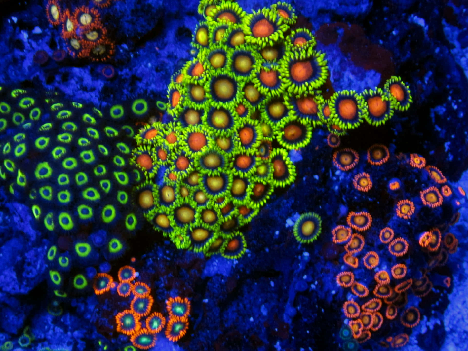 Vibrant Zoanthid Coral Reef Wallpaper