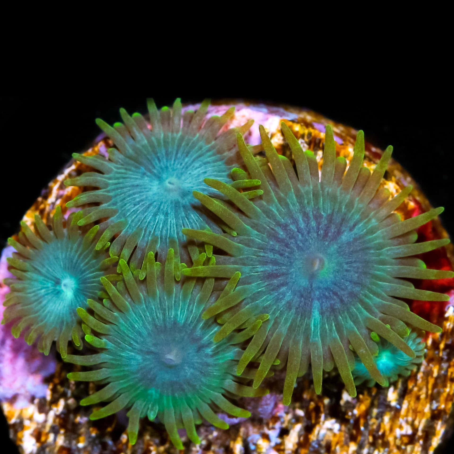 Close-up Zoanthid Yang Berwarna Cerah Wallpaper