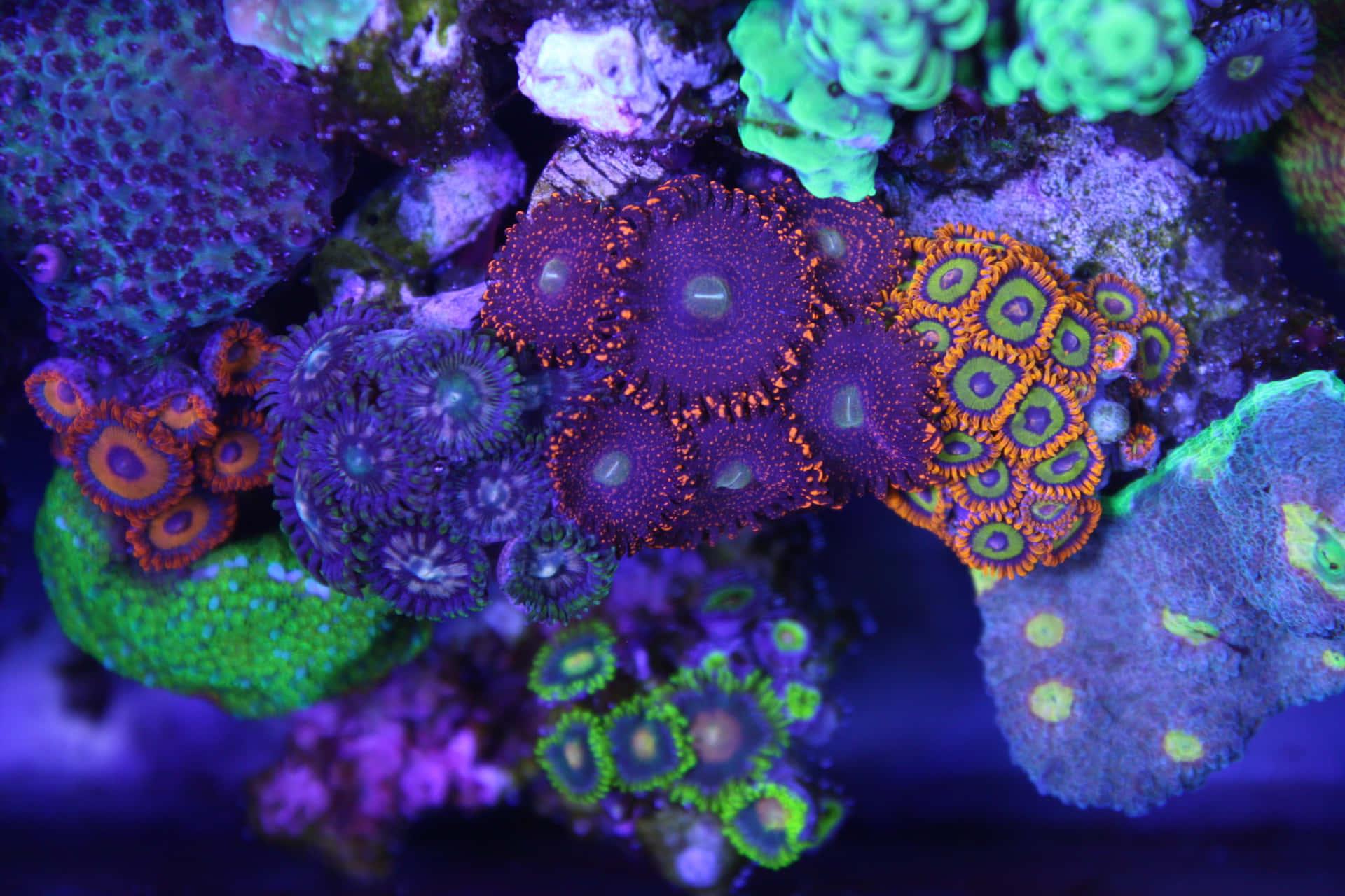 Vibrant Zoanthids Coral Reef Wallpaper