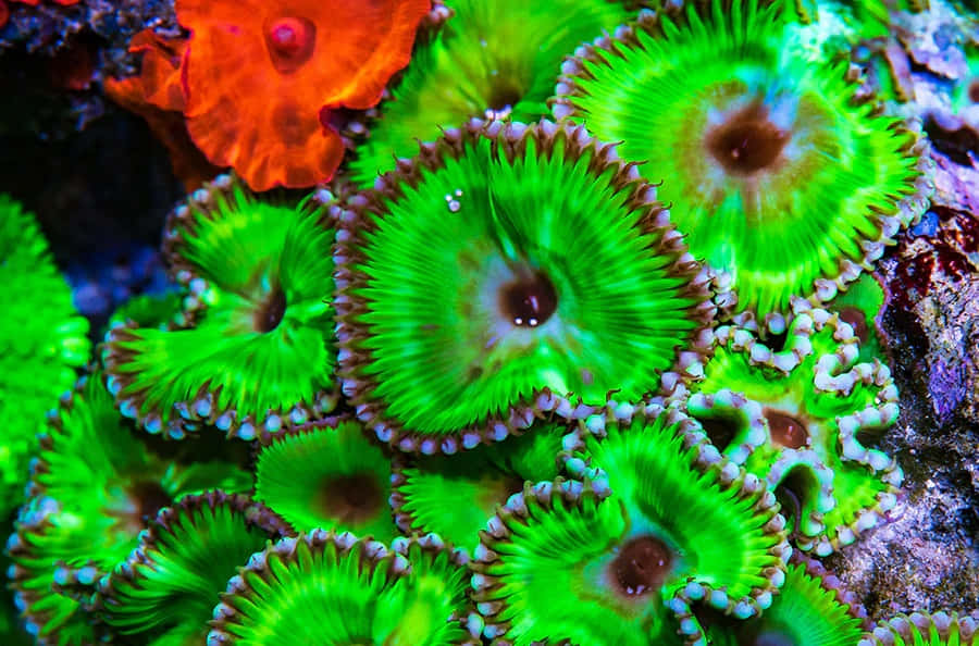 Terumbu Karang Zoanthid Yang Berwarna Cerah Wallpaper