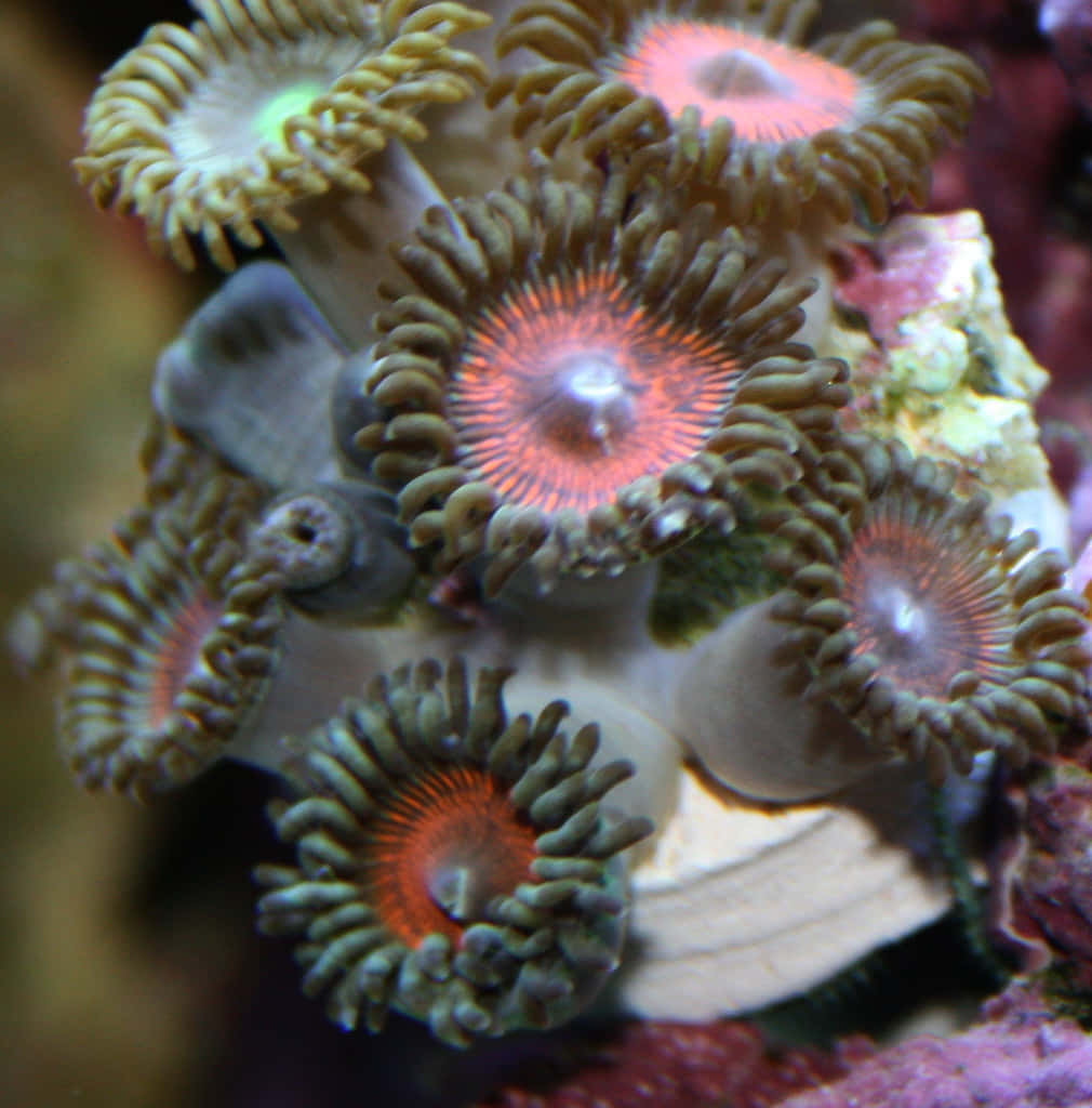 Terumbu Karang Zoanthid Yang Berwarna-warni Wallpaper