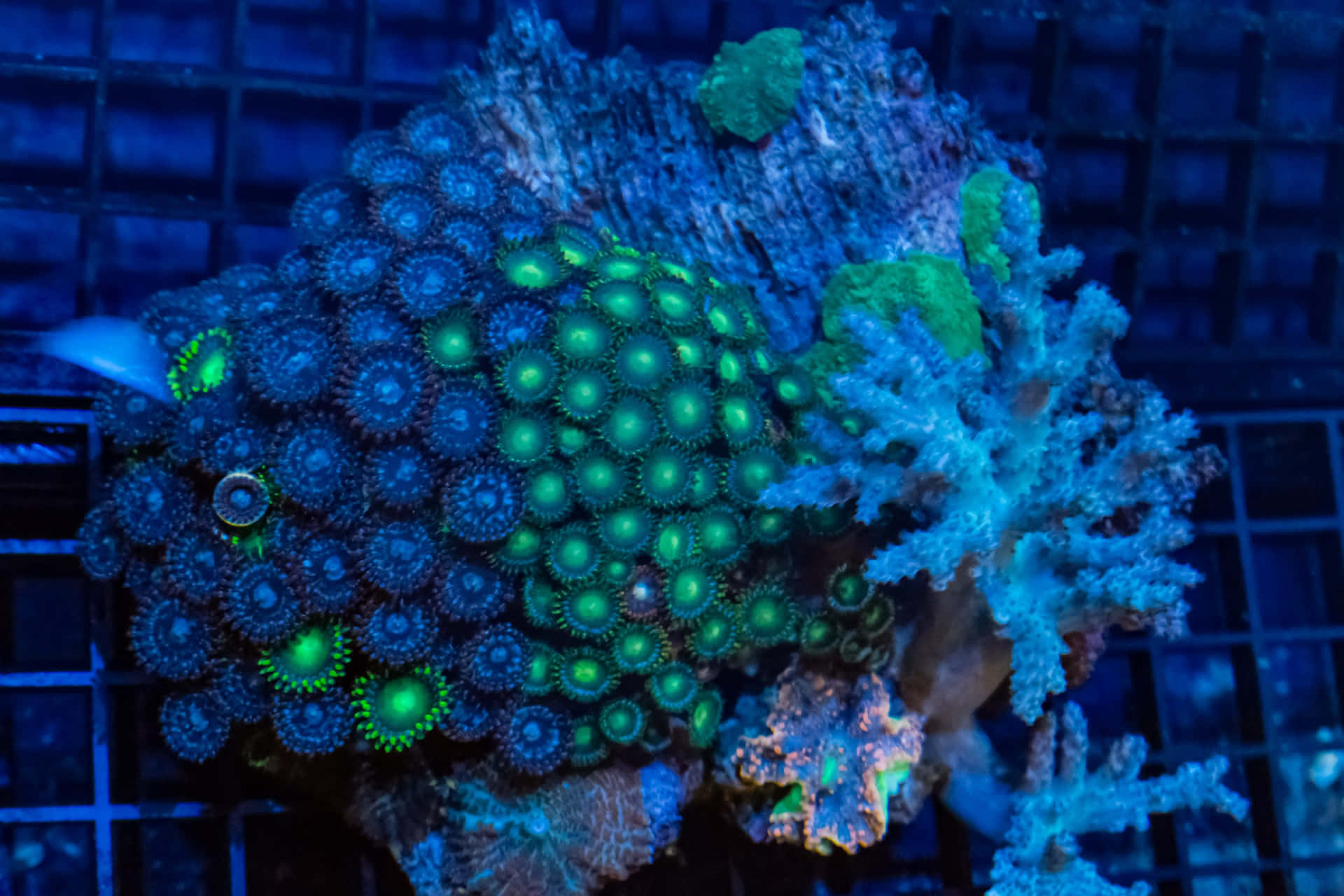 Vibrant Zoanthidsand Coral Under Blue Light Wallpaper