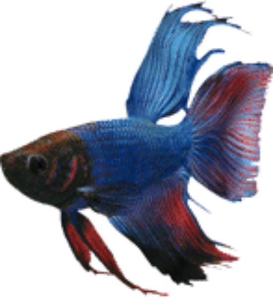 Vibrant_ Blue_ Betta_ Fish.png PNG