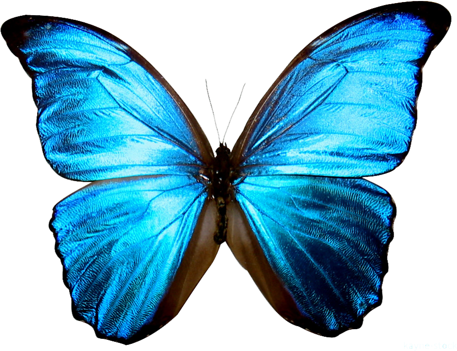 Vibrant_ Blue_ Butterfly_ Transparent_ Background.png PNG