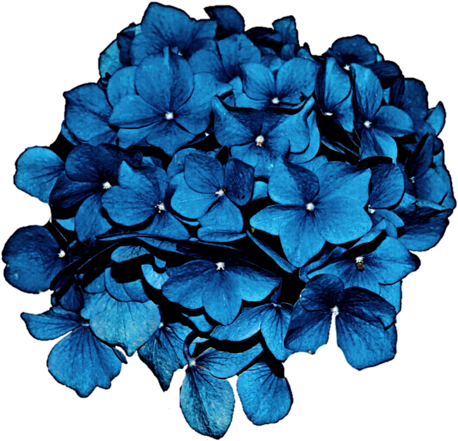 Vibrant_ Blue_ Hydrangea_ Bloom PNG