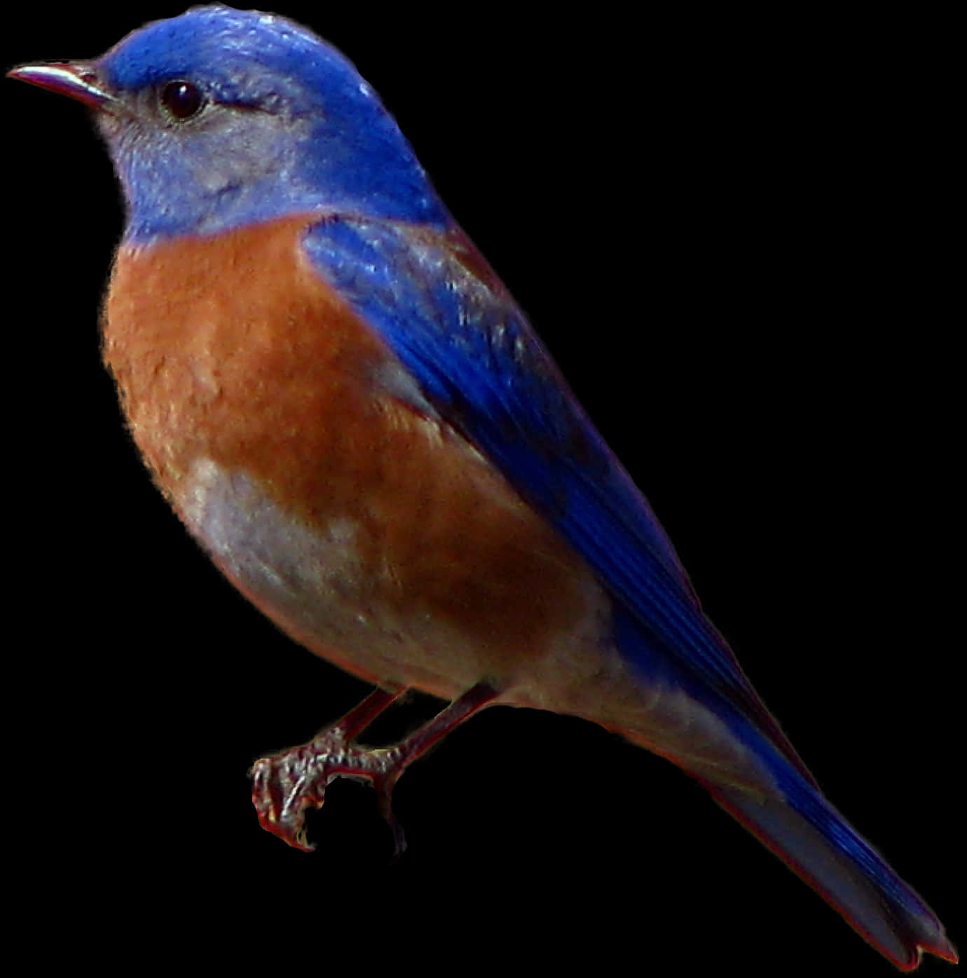 Vibrant_ Bluebird_ Profile PNG