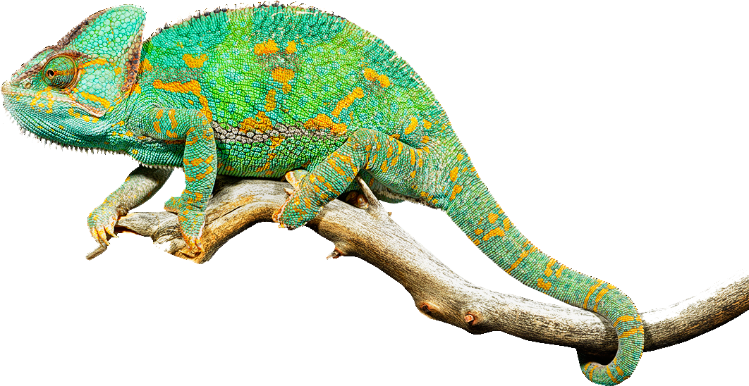 Vibrant_ Chameleon_ On_ Branch.png PNG