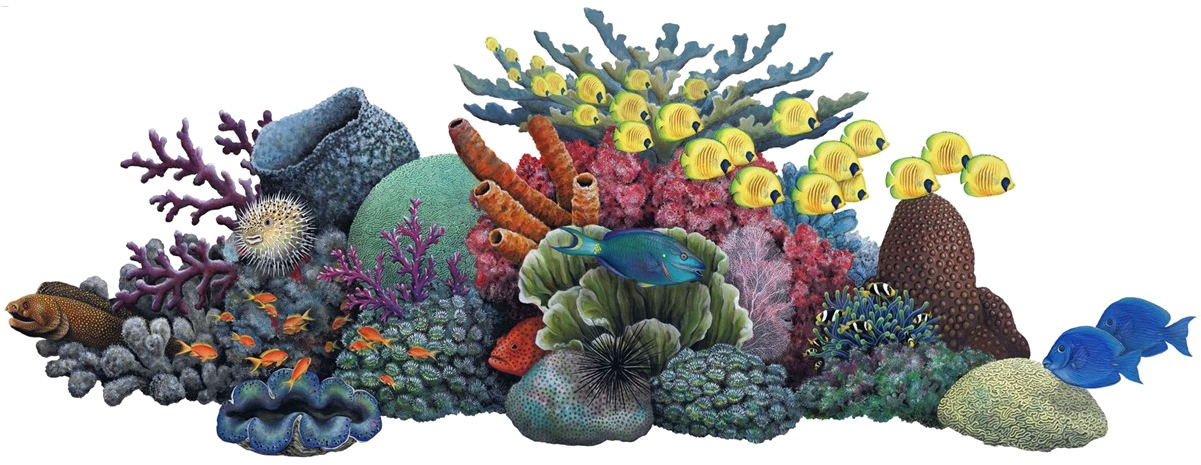 Vibrant_ Coral_ Reef_and_ Marine_ Life.png PNG