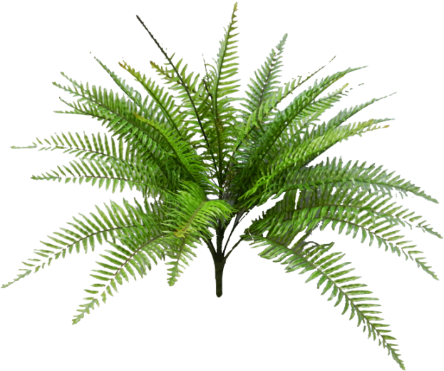 Vibrant_ Fern_ Plant.png PNG