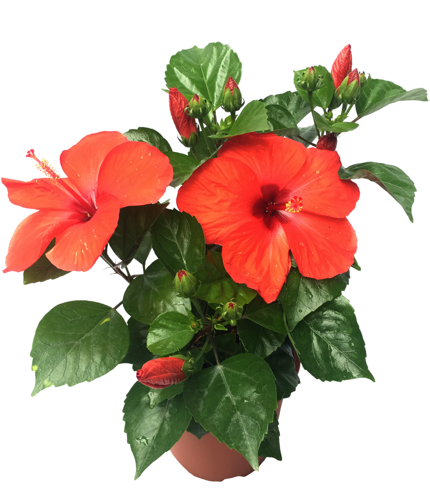 Vibrant_ Hibiscus_ Flower_ Pot PNG
