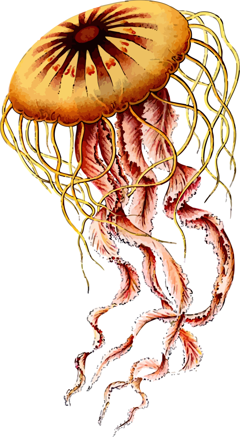 Vibrant_ Jellyfish_ Illustration.png PNG