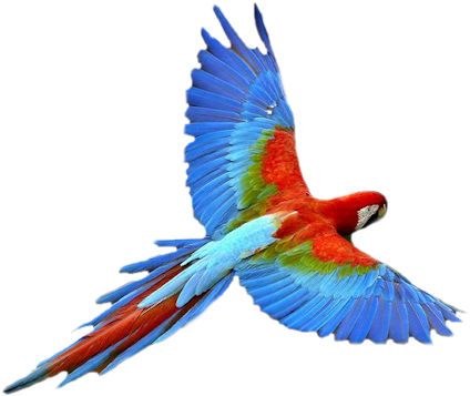 Download Vibrant_ Macaw_ In_ Flight.png | Wallpapers.com